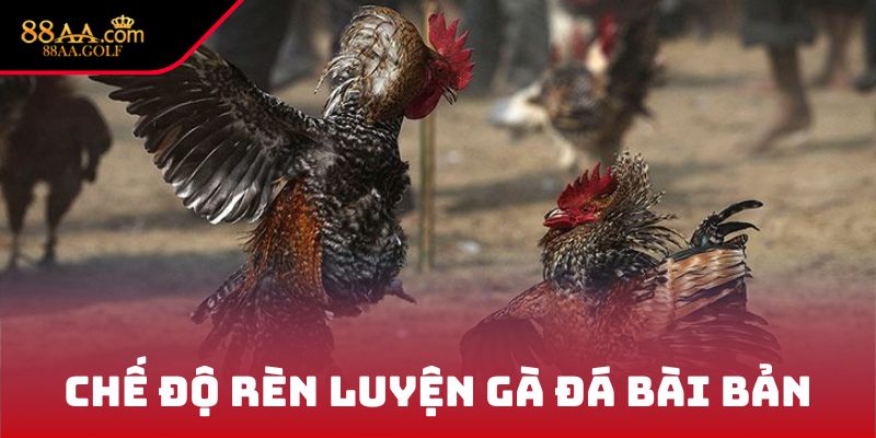 Chế độ rèn luyện gà đá bài bản