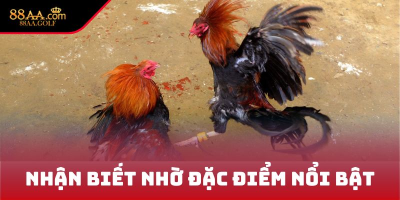 Nhận biết nhờ đặc điểm nổi bật