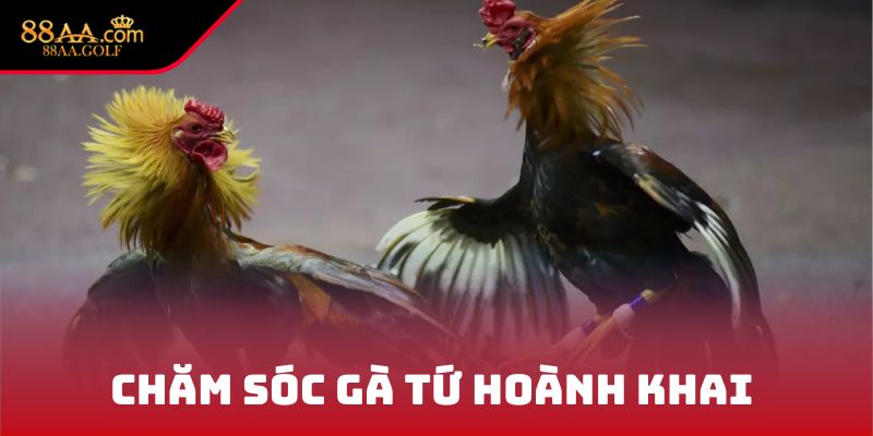 Chăm sóc gà Tứ Hoành Khai