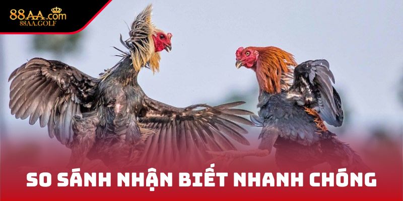 So sánh nhận biết nhanh chóng